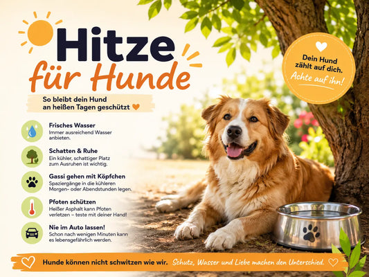 Hitzschlag bei Hunden: 12 Tipps für den Notfall Alphadog Nutrition