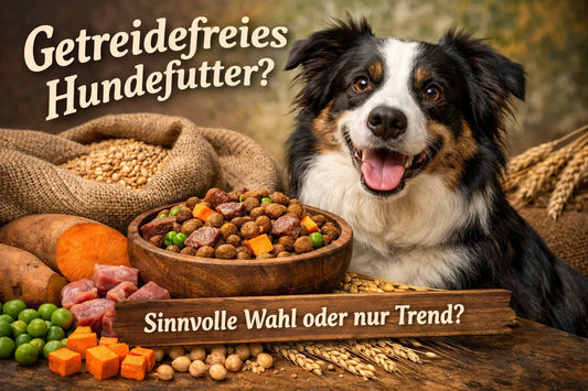 Getreidefreies Hundefutter: Sinnvolle Wahl oder nur Trend? Alphadog Nutrition